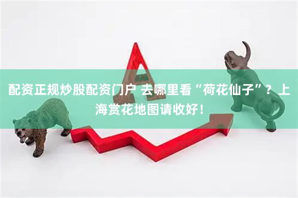 配资正规炒股配资门户 去哪里看“荷花仙子”？上海赏花地图请收好！